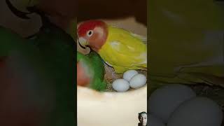 Why this man misbehave with parrot 🐦🦜viralvideo [upl. by Hadwin]