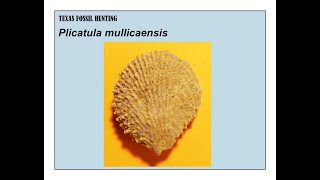 Texas Fossil  Plicatula mullicasensis  Cats Paw [upl. by Lecroy968]