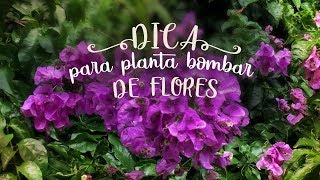 Faça sua planta BOMBAR de FLORES com essas dicas [upl. by Winona]