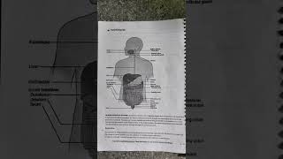 Human digestive system 🔥ytshots shorts digestivesystem [upl. by Sukcirdor]