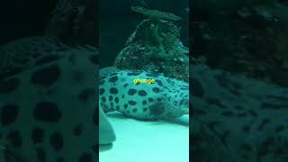 Mariana Trench का सबसे बड़ा मिथक  shortsvideo shorts mariantrench [upl. by Llorrac596]