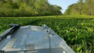 Mud boat vs surface drive in water lillies [upl. by Aden]