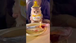 cat shorts shortsviral funny reels cute animals shortvideo shortsyoutube pinterest india [upl. by Suillenroc]