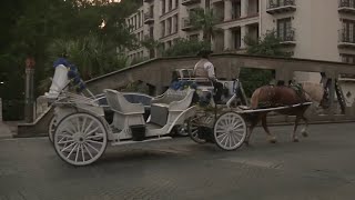 Horse carriages up for debate at city hall on Tuesday [upl. by Nomyad]