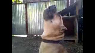 Presa Canario howl [upl. by Forta]