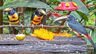 An Aggressive Aracari Dominates the Papaya at Canopy Lodge  Nov 9 2022  Cornell Lab [upl. by Llednor]