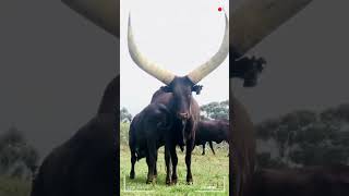 ⭕ANKOLE WATUSI CATTLE ✅ Biggest Bulls And Cow cows bulls ankole [upl. by Feodor]