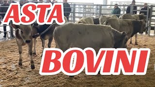 🔝🔝ASTA BOVINI NOVEMBRE CARMAGNOLA UNICA IN PIEMONTE [upl. by Svensen]