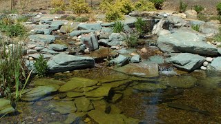 Hertford ecosystem pond with wetland filter [upl. by Umont]