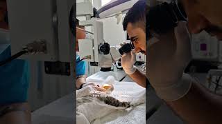 Precision in Pet Eye Surgeries with Advanced Tools at Sanam Veterinary Care vetcare animalhealth [upl. by Tiebout652]