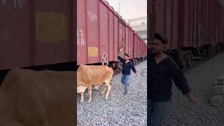 Train Ke Neeche aane se bachaya cow ko shorts ytshorts youtubeshorts railway train locopilot [upl. by Lissi]