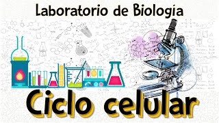 Práctica de laboratorio I Ciclo celular [upl. by Ellimaj587]