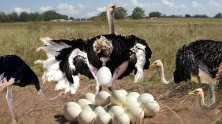 How Ostrich Laying To Giant Eggs [upl. by Gerti]