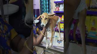 Tommy recovered from severe viral infection at passion pets 🐕 madurai 9360428773 [upl. by Allenrac332]