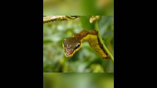 This insect acts like a king cobra snake shortvideos facts amazingfacts [upl. by Tommi]