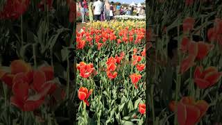 Tulip flower 🌷🌷 youtubeshorts [upl. by Jacklyn226]