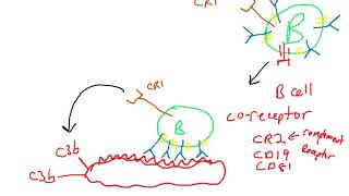 B cell coreceptor [upl. by Lundquist]