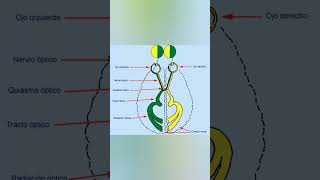El nervio optico y el quiasma optico [upl. by Merilyn]