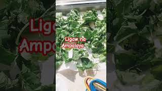 LIGAW NA AMPALAYA IBILAD MUNA KITA youtubeshorts yummy organic vegetables [upl. by Egamlat]