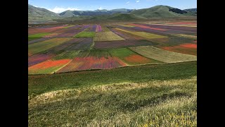 Fioritura Castelluccio di Norcia 2020 [upl. by Zebapda40]