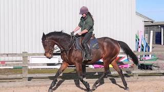 Grace Tara  Retraining a Racehorse  week 1 [upl. by Dnomyaw]