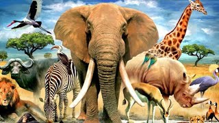 Animal Planet Full Documentary In Hindi  Masai Mara  Paradise on Earth [upl. by Baryram]