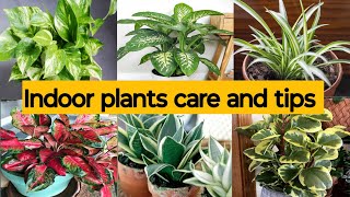 Indoor plant की देख भाल कैसे करें Indoor gardening ideas for home  low maintenance plants [upl. by Mauer]