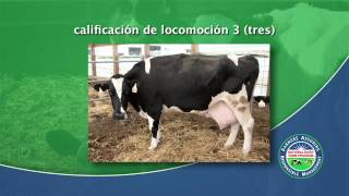 Cómo Calificar los Indices de Locomoción de la Vaca Lechera [upl. by Pomcroy429]