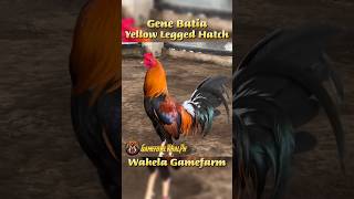 Yellow Legged Hatch gamefowlviralph gamefowlbreeder gamefowlbreed [upl. by Hnahc299]