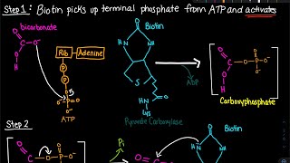 Pyruvate Carboxylase Enzyme Mechanism  Biochemistry [upl. by Neleb]