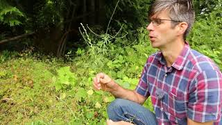 Grasses and weedy wetland plants of the Pacific Northwest [upl. by Bohlin]