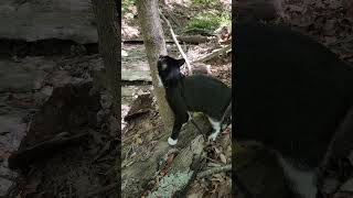 Walk 9924  Camina Log Walks Up A Embankment I  Cox Arboretum cat catleash nature [upl. by Agathe]