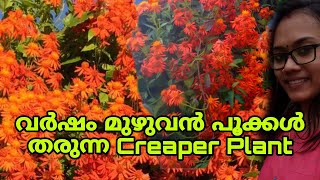 Mexican Flame Vine ചെടി ഇങ്ങനെ വളർത്തി നോക്കൂ [upl. by Nylesoj]