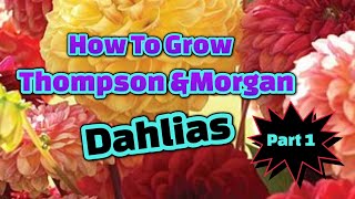 2022 How to grow Thompson amp Morgan dahlia tubers part 1 [upl. by Eeima360]