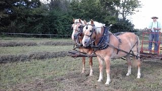 Haflinger team of geldings [upl. by Enimrej]