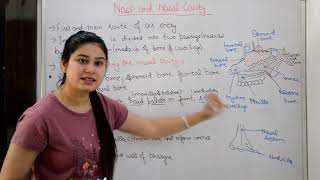 Nose or Nasal cavity in hindi  bones  Muscular layers  Nasal conchae  Functions of Nose [upl. by Grath234]