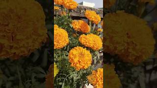 Marigoldgardeningtipsgardenyoutubeshortsterracegardningytshorts [upl. by Eniamor]