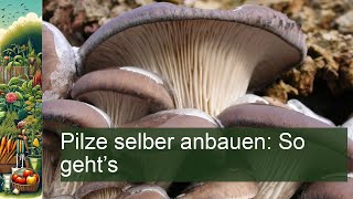 Pilze selber anbauen SchrittfürSchritt Anleitung für Anfänger [upl. by Anurb285]