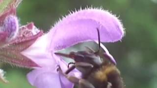 Staminal Lever Mechanism in Salvia L Lamiaceae [upl. by Fair]