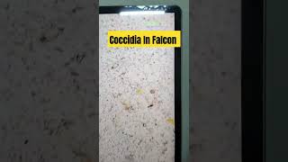 Coccidia In Falcon viralshort fun kids [upl. by Nnayelsel]