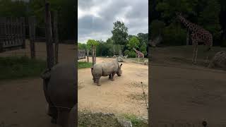 Zoo de Beauval rhinocéros et girafe [upl. by Ecirpac]