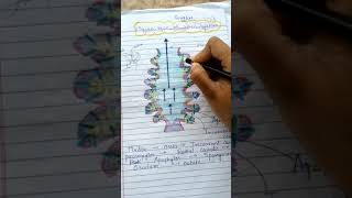 sycon type canal system 👍 [upl. by Clementas]