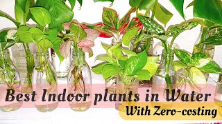 Indoor plants that can grow in water  Pani me grow hone wale indoor plants leafylife550 [upl. by Grissel]