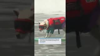 Dogs hang ten in surf competition [upl. by Elleval]