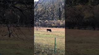 horse kuda potatso national park shangrila yunnan CN cavalo konj hest caballo лошадь 馬 말 घोड़ा atış [upl. by Elberta]