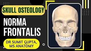 NORMA FRONTALIS  SKULL [upl. by Abla]