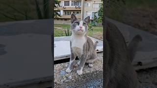 This is Tommy he is a 1 year old stray cat❤️ [upl. by Nimoynib]