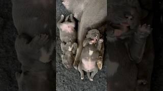 Cute little staff puppies sleeping sneezes twitches and wobbly legs cutepuppy cute cutealert [upl. by Oyr181]