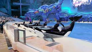 Chimelong Spaceship Killer Whale Show [upl. by Yecal134]