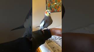 Cockatiel Practicing His BeatBoxing yumyumthetiel bird cockatiel parrot pet [upl. by Annail]